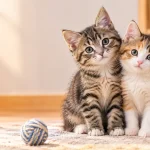 Brother and sister names for cats